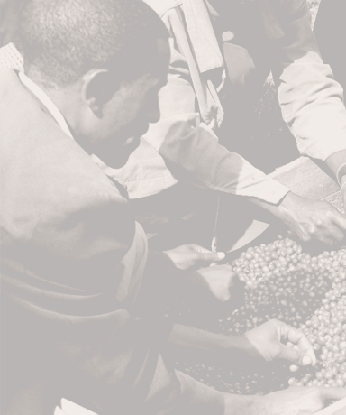 Africans recolectors coffee